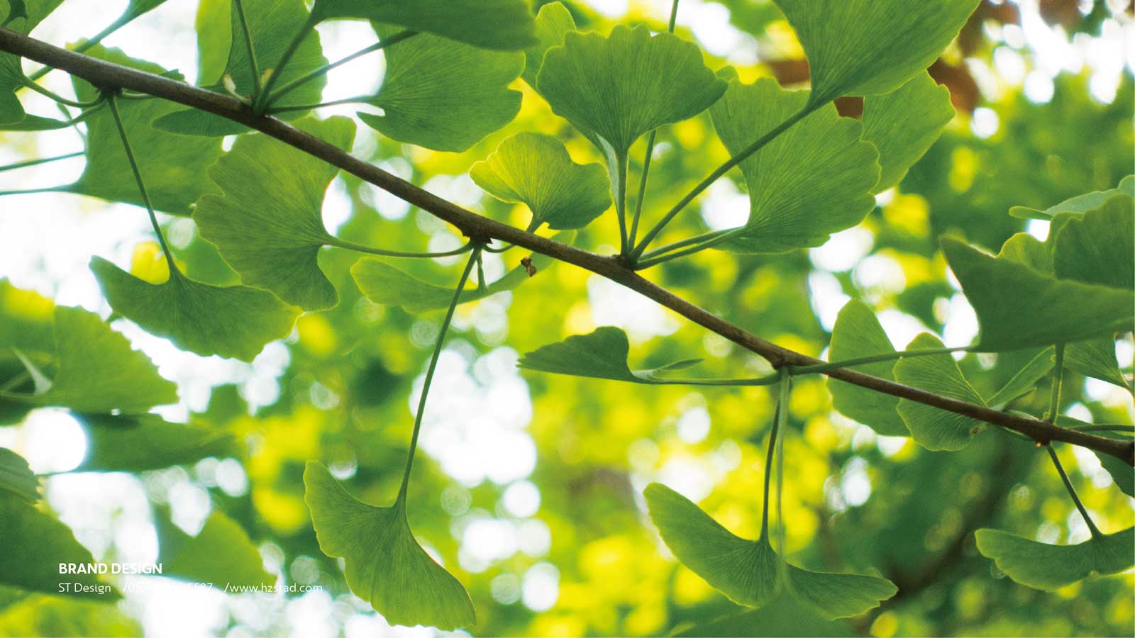 設計一套企業vi要多少錢?