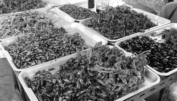 莫斯科昆蟲“或葡萄酒”品牌包裝設計，不過看起來有點恐怖